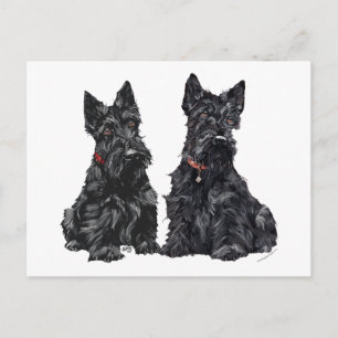 Cartão Postal Dois Scottish Terriers Pretos