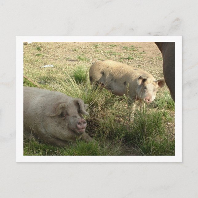 Cartão Postal dois suínos (Frente)