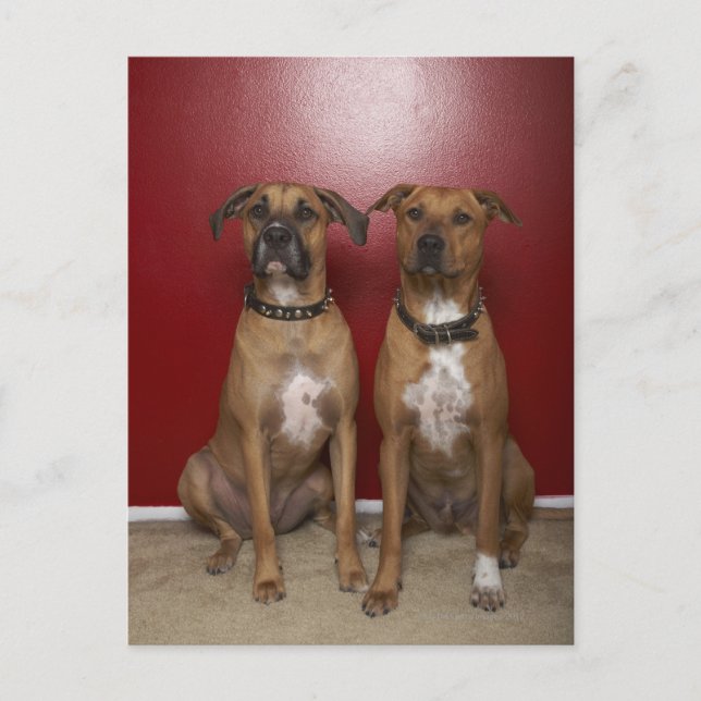 Cartão Postal Dois terríveis estanford americanos sentados (Frente)