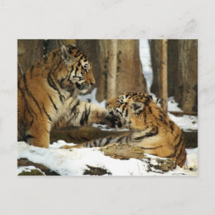 Cartão Postal Dois Tigres