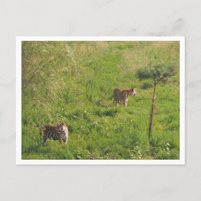 Cartão Postal Dois Tigres  (Frente)