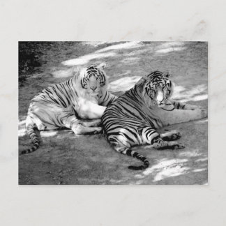 Cartão Postal Dois Tigres Fotografia Preta e Branca