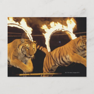 Cartão Postal Dois tigres saltando por anéis de fogo queimados