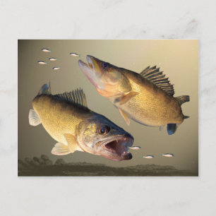 Cartão Postal Dois Walleye Feeding