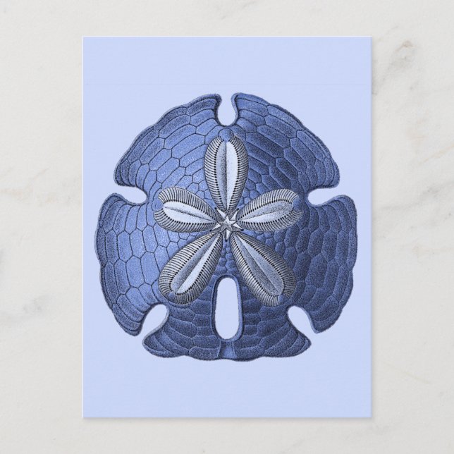 Cartão Postal Dólar de areia azul (Frente)