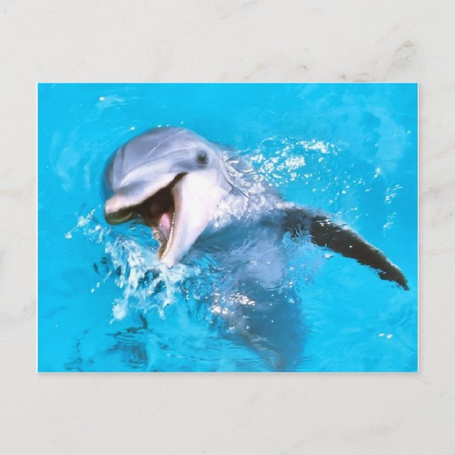 Cartão Postal Dolphin Smiling 2 (Frente)