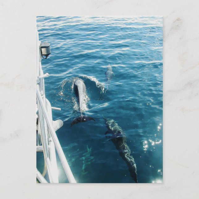 Cartão Postal Dolphins Bowride (Frente)