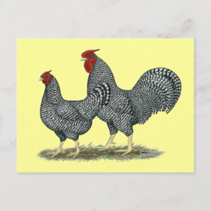 Cartão Postal Dominique Chickens