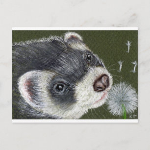 Cartão Postal Doninha dândi