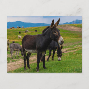 Cartão Postal Donkey