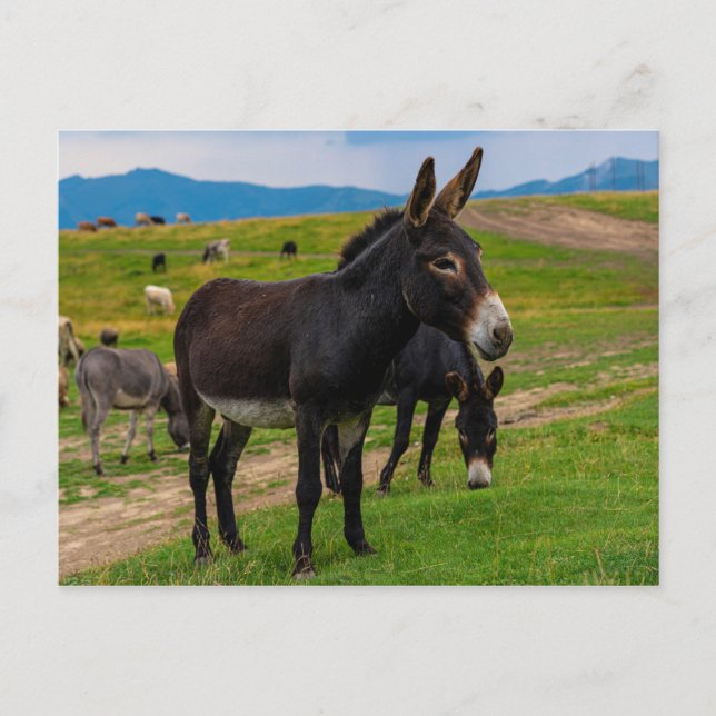 Cartão Postal Donkey (Frente)