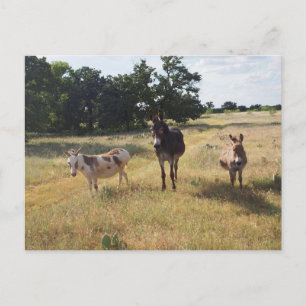 Cartão postal Donkey