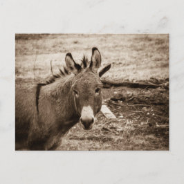 Cartão Postal Donkey