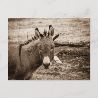 Cartão Postal Donkey