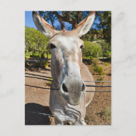 Cartão Postal Donkey