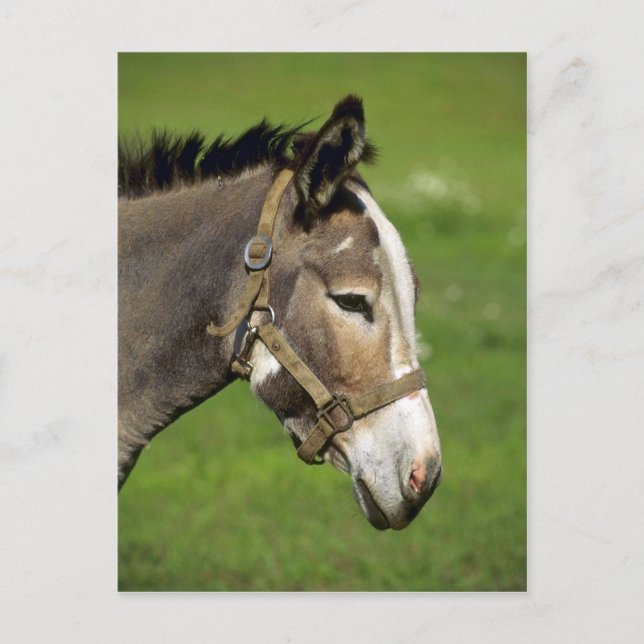 Cartão Postal Donkey (Frente)