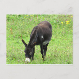 Cartão Postal Donkey