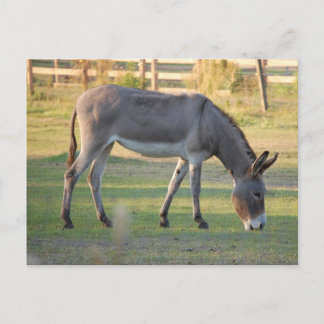 Cartão Postal Donkey
