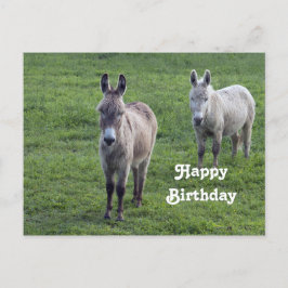 Cartão Postal Donkey Brown Tan Animal Photo Birthday