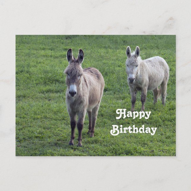 Cartão Postal Donkey Brown Tan Animal Photo Birthday (Frente)