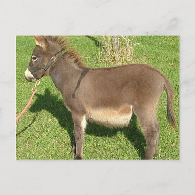 Cartão Postal Donkey Com O Cinto No Pescoço (Frente)