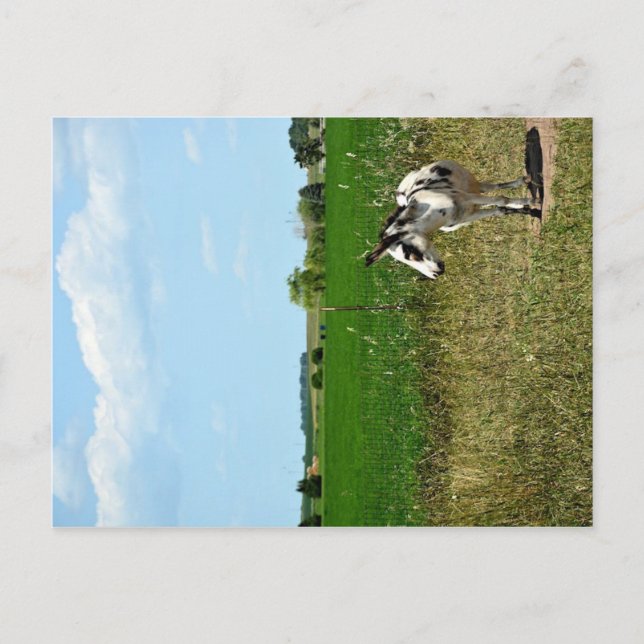 Cartão Postal Donkey em um campo (Frente)