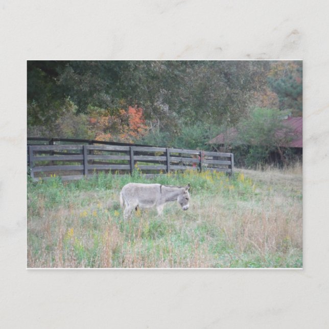 Cartão Postal Donkey em um Campo de outono. (Frente)