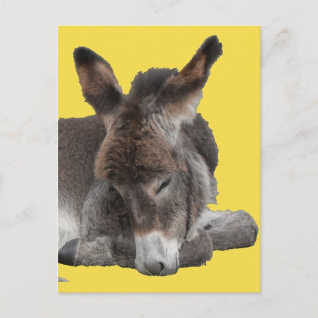 Cartão Postal Donkey Foal (Frente)