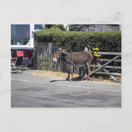 Cartão Postal Donkey pelo portal