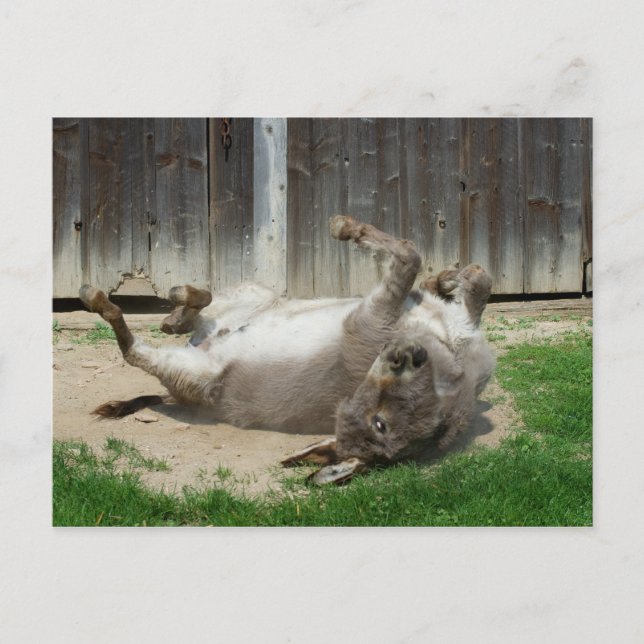 Cartão Postal Donkey Tendo Um Banho (Frente)