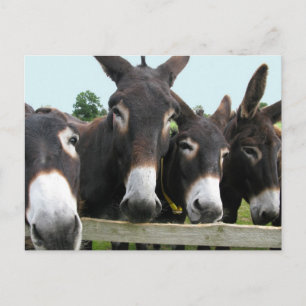 Cartão Postal Donkeys