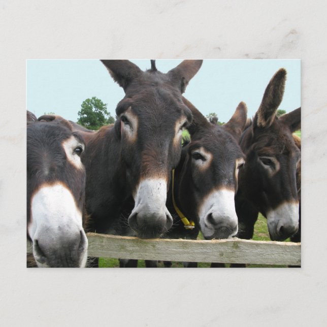 Cartão Postal Donkeys (Frente)