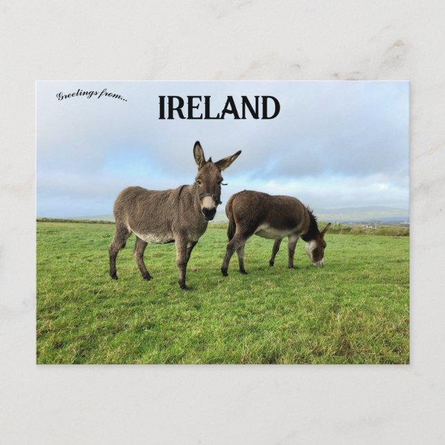 Cartão Postal Donkeys em Doora Irlanda (Frente)