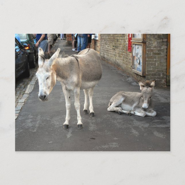 Cartão Postal Donkeys vai para a cidade (Frente)