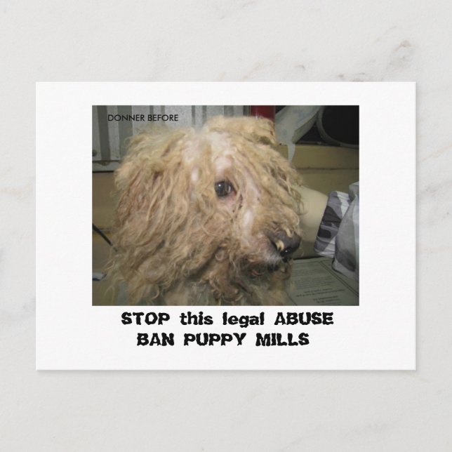 Cartão Postal DonnerBichon12-10-08 (42), PARE esta ABU legal... (Frente)