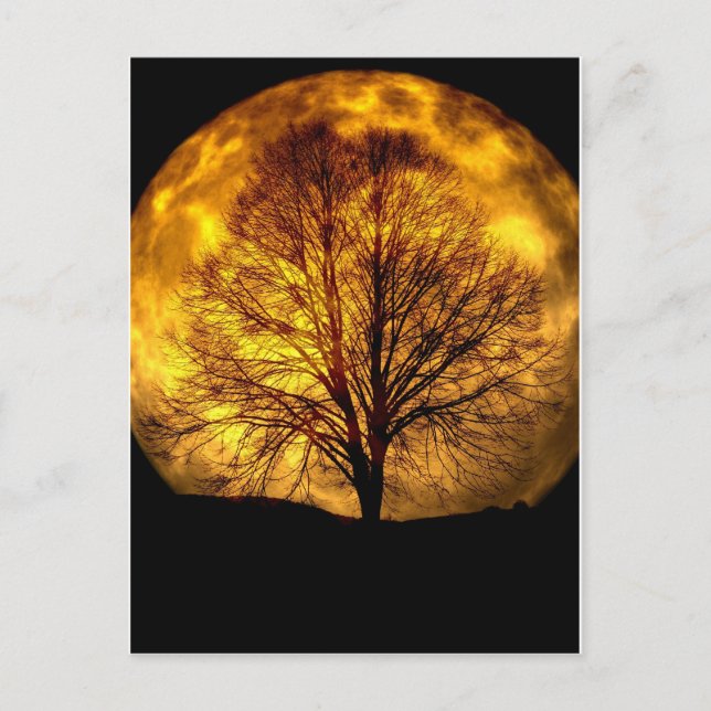 Cartão Postal Dons de Destino da Árvore da Lua Noturna Spooky (Frente)