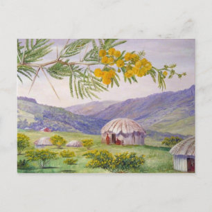 Cartão Postal Doornboom sul-africano, Marianne North Artista