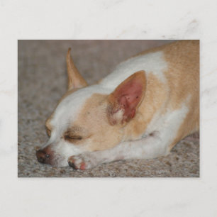 Cartão Postal Dormindo Chihuahua
