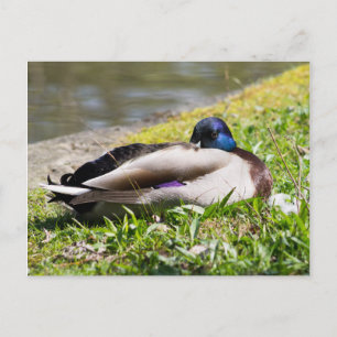 Cartão Postal Dormindo Mallard