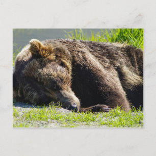 Cartão Postal Dormindo no Alaska Grizzly Bear