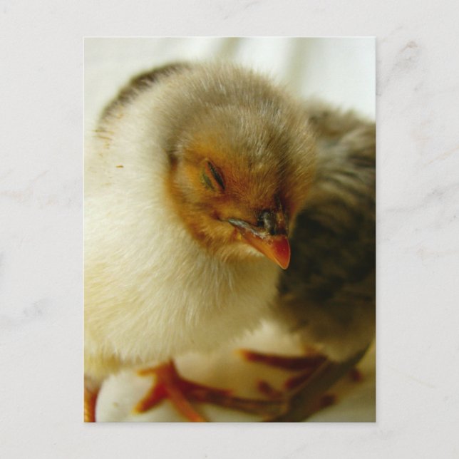 Cartão Postal Dormindo no Trabalho (Frente)