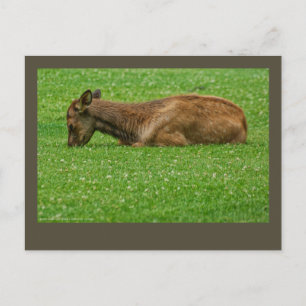 Cartão Postal Dormir Pequeno