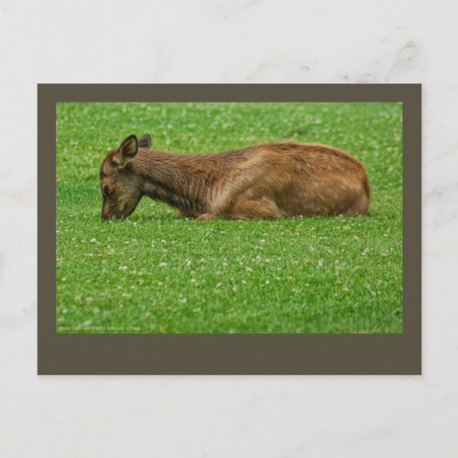 Cartão Postal Dormir Pequeno (Frente)
