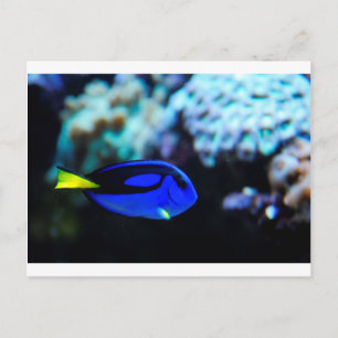 Cartão Postal Dory, Peixe Azul Tang