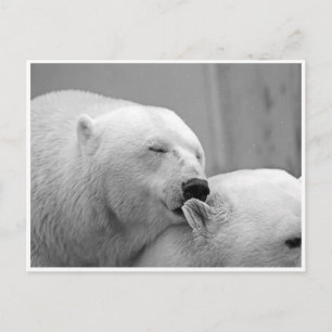 Cartão postal dos amigos do urso polar