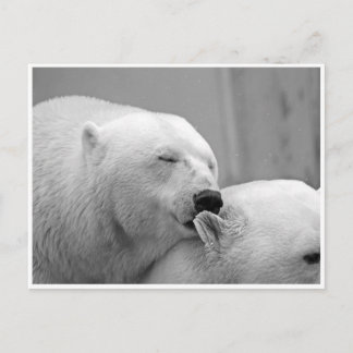 Cartão postal dos amigos do urso polar