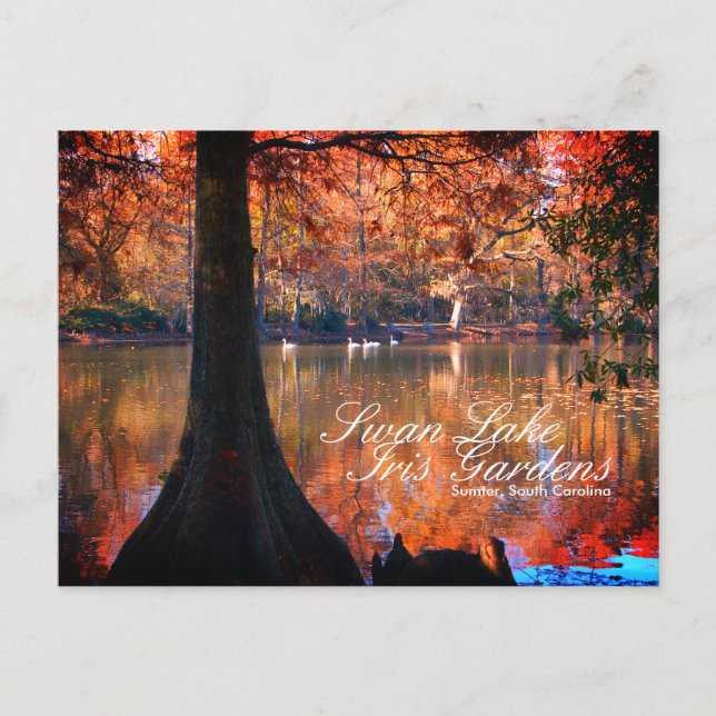 Cartão postal dos Jardins do Lago dos Cisnes Iris (Frente)