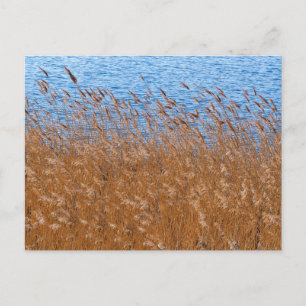 Cartão Postal dos Juncos