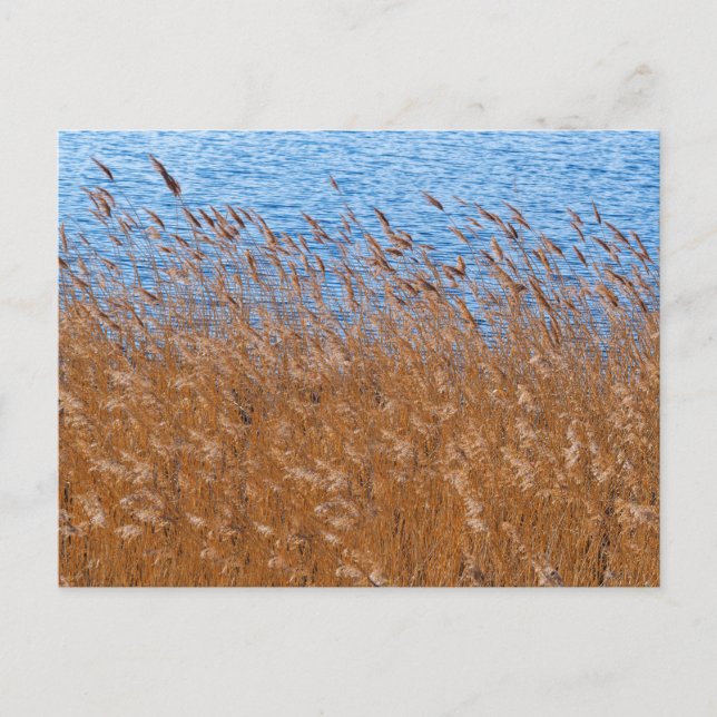 Cartão Postal dos Juncos (Frente)