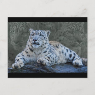 Cartão postal dos Sonhos Leopardo de Neve